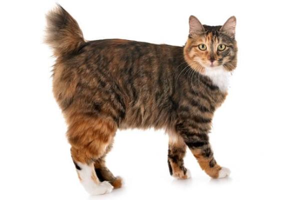 Курилски бобтейл